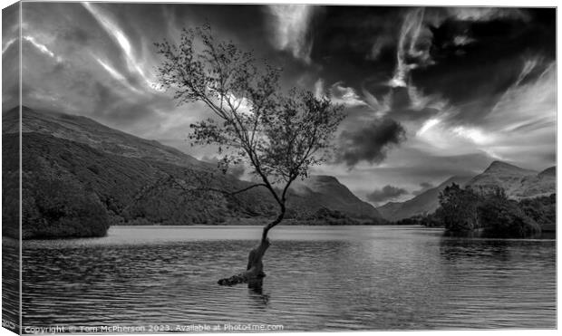 Solitude Embodied: Llanberis's Lone Tree Canvas Print by Tom McPherson