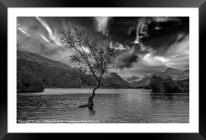 Solitude Embodied: Llanberis's Lone Tree Framed Mounted Print by Tom McPherson