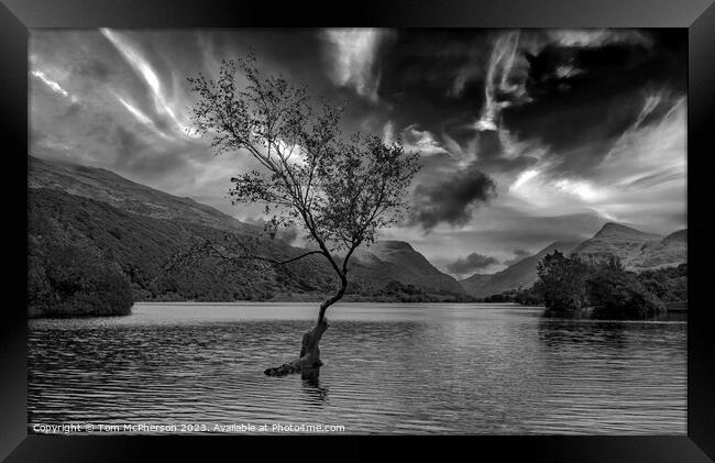 Solitude Embodied: Llanberis's Lone Tree Framed Print by Tom McPherson