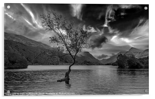 Solitude Embodied: Llanberis's Lone Tree Acrylic by Tom McPherson
