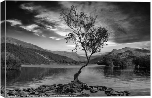 'Llanberis's Lone Birch: A Resilient Spectacle' Canvas Print by Tom McPherson