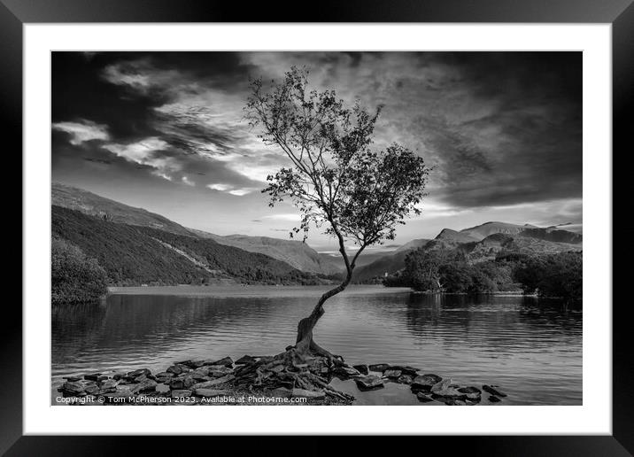 'Llanberis's Lone Birch: A Resilient Spectacle' Framed Mounted Print by Tom McPherson