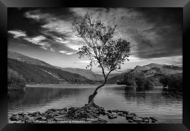 'Llanberis's Lone Birch: A Resilient Spectacle' Framed Print by Tom McPherson