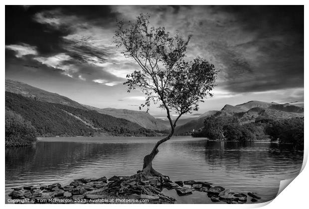 'Llanberis's Lone Birch: A Resilient Spectacle' Print by Tom McPherson