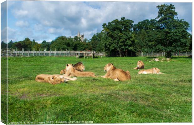 Pride of Lions Canvas Print by RJW Images