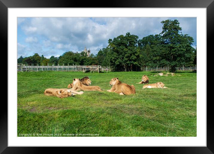 Pride of Lions Framed Mounted Print by RJW Images