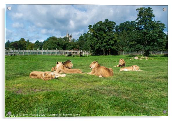 Pride of Lions Acrylic by RJW Images