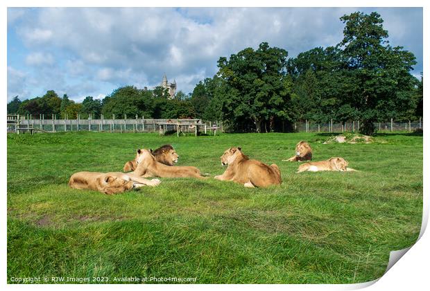 Pride of Lions Print by RJW Images