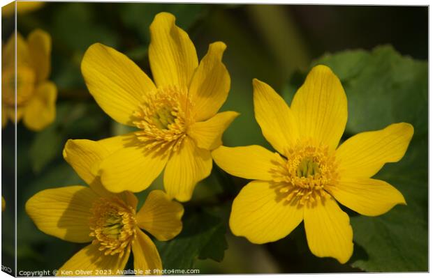 Delicate Splendour: Marsh Marigold Canvas Print by Ken Oliver