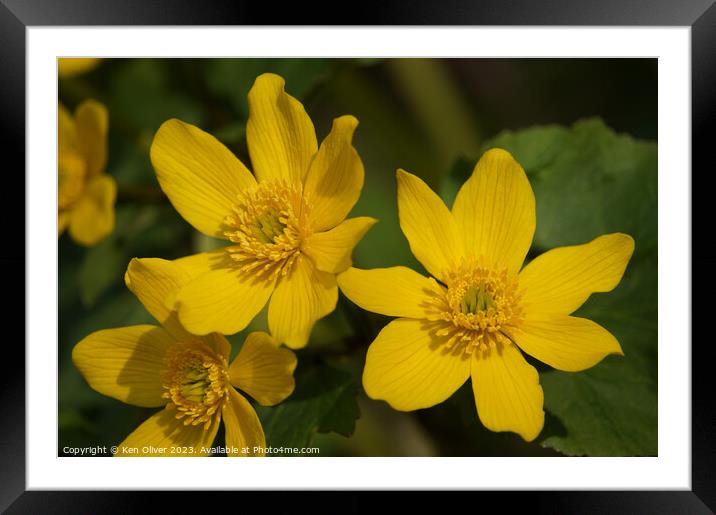 Delicate Splendour: Marsh Marigold Framed Mounted Print by Ken Oliver