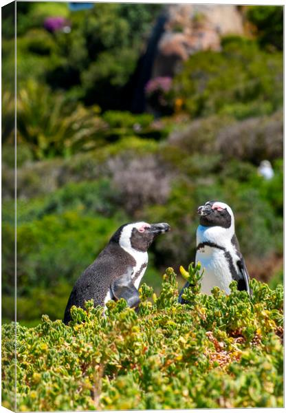 African Penguins Canvas Print by Fabrizio Troiani
