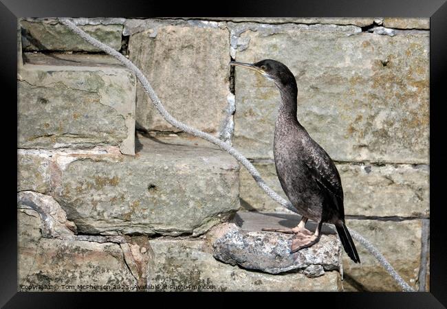 Juvenile Cormorant's Tranquil Harbour Moment Framed Print by Tom McPherson