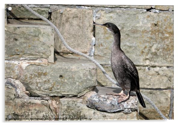 Juvenile Cormorant's Tranquil Harbour Moment Acrylic by Tom McPherson