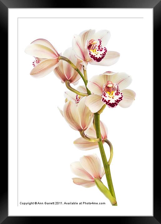 Cymbidium - Boat Orchid Framed Mounted Print by Ann Garrett