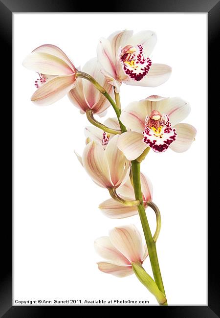 Cymbidium - Boat Orchid Framed Print by Ann Garrett