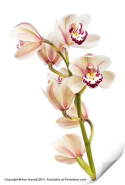 Cymbidium - Boat Orchid Print by Ann Garrett