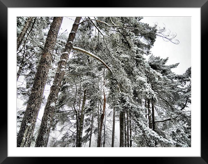 snowy trees Framed Mounted Print by Heather Newton