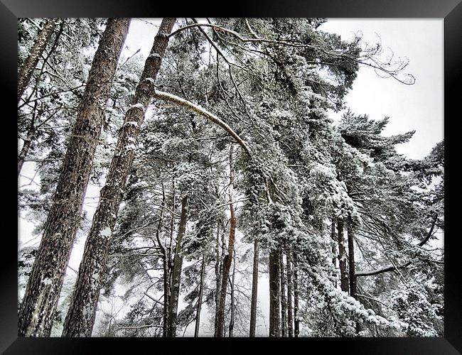 snowy trees Framed Print by Heather Newton