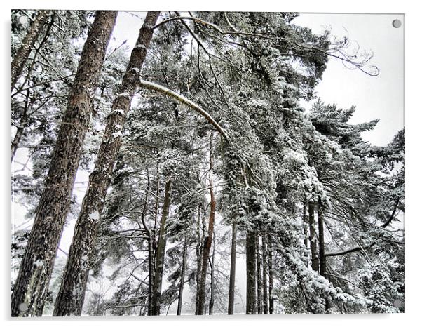 snowy trees Acrylic by Heather Newton
