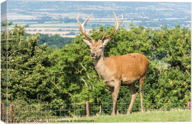 Stag at Broadway Tower Canvas Print by Keith Douglas