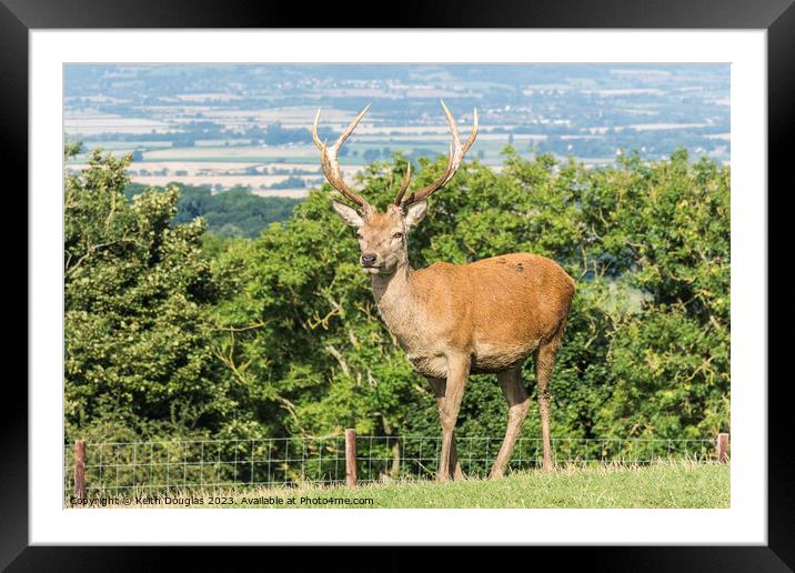 Stag at Broadway Tower Framed Mounted Print by Keith Douglas