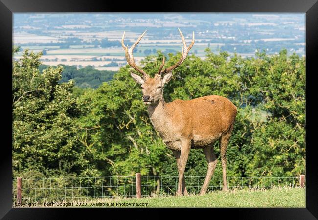 Stag at Broadway Tower Framed Print by Keith Douglas