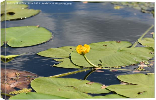 water lily in the pond Canvas Print by Stan Lihai