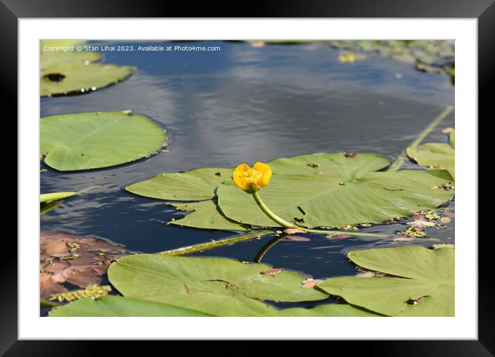 water lily in the pond Framed Mounted Print by Stan Lihai