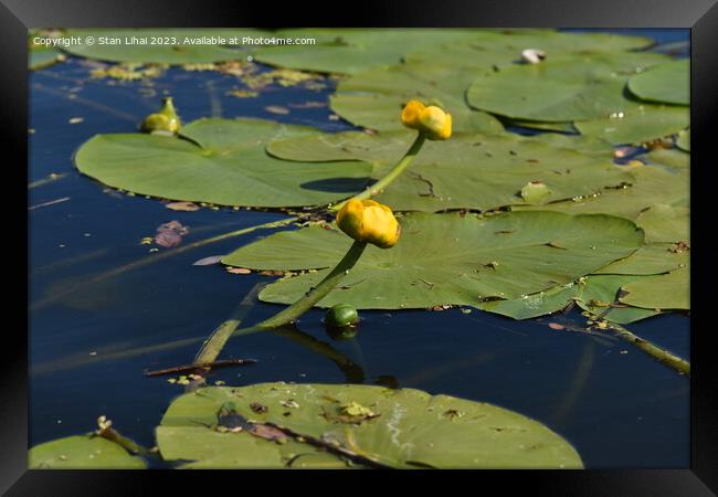 Yellow water lily in the pond Framed Print by Stan Lihai
