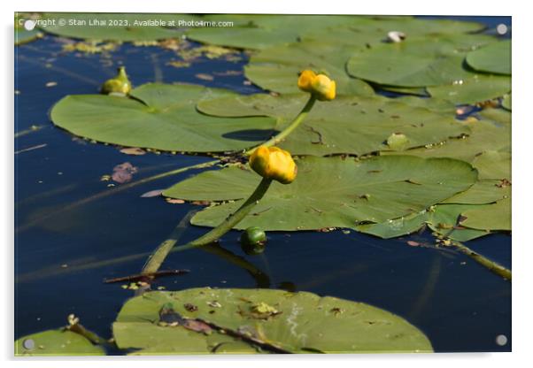 Yellow water lily in the pond Acrylic by Stan Lihai