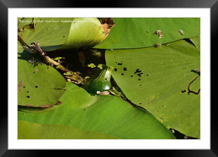 water lily in the pond Framed Mounted Print by Stan Lihai