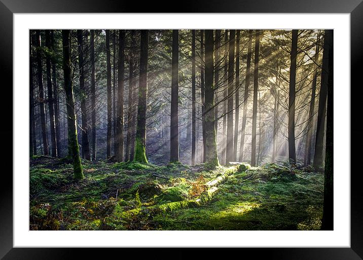 Dunkeld Forest light... Framed Mounted Print by David Mould
