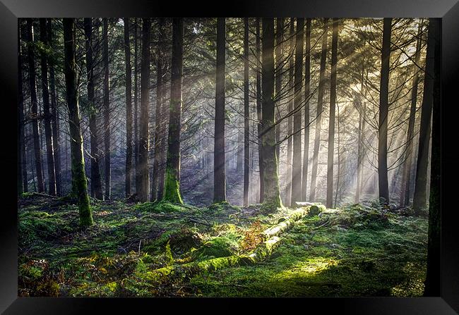 Dunkeld Forest light... Framed Print by David Mould