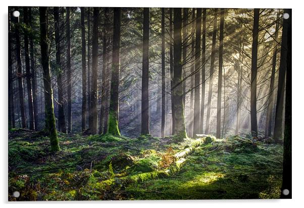 Dunkeld Forest light... Acrylic by David Mould