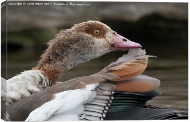 Egyptian goose removing feather during preening Canvas Print by Kevin White