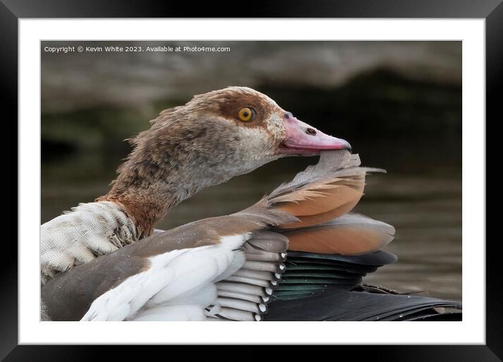 Egyptian goose removing feather during preening Framed Mounted Print by Kevin White