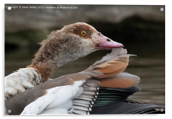 Egyptian goose removing feather during preening Acrylic by Kevin White