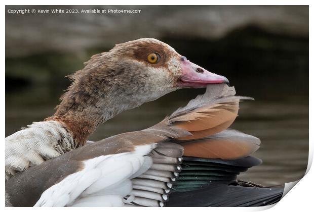 Egyptian goose removing feather during preening Print by Kevin White