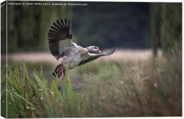 Egyptian goose landing in the reed beds Canvas Print by Kevin White