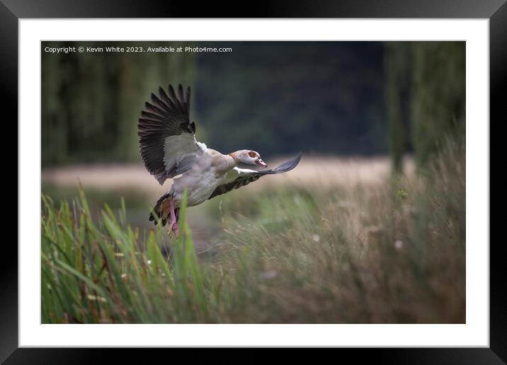 Egyptian goose landing in the reed beds Framed Mounted Print by Kevin White