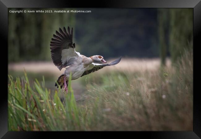 Egyptian goose landing in the reed beds Framed Print by Kevin White
