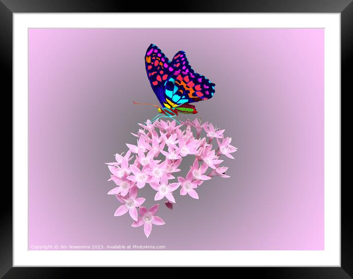Multi Coloured Butterfly on Pink Flower Framed Mounted Print by Jim Newsome