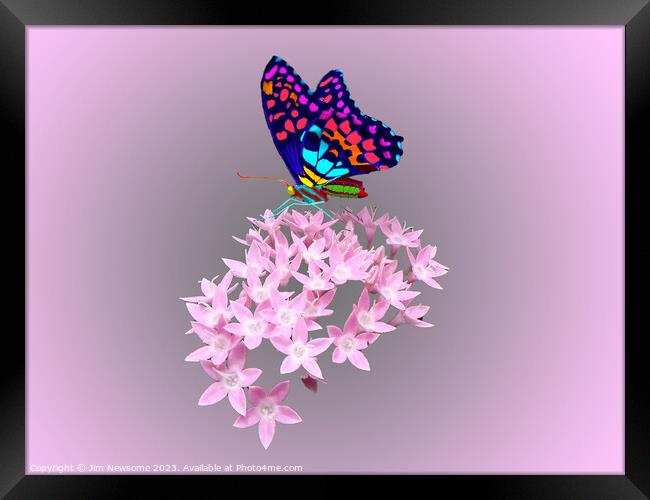 Multi Coloured Butterfly on Pink Flower Framed Print by Jim Newsome