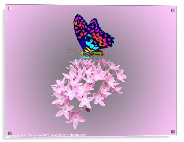 Multi Coloured Butterfly on Pink Flower Acrylic by Jim Newsome