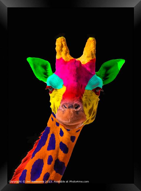 Multi Coloured Giraffe Framed Print by Jim Newsome