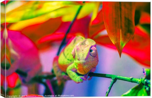 Chameleon blending into the background Canvas Print by Jim Newsome