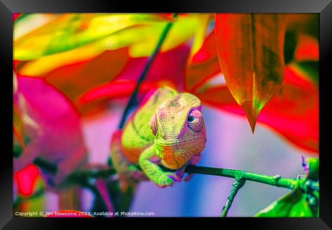 Chameleon blending into the background Framed Print by Jim Newsome