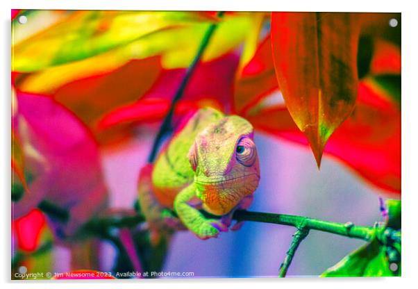 Chameleon blending into the background Acrylic by Jim Newsome