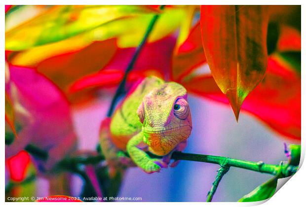 Chameleon blending into the background Print by Jim Newsome