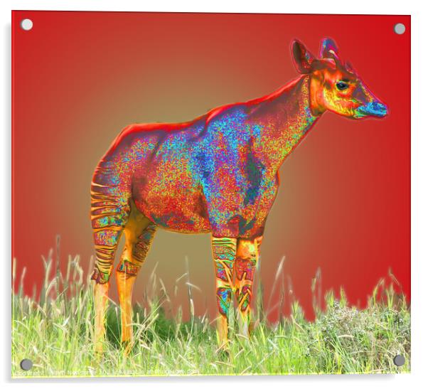 Painted Okapi Acrylic by Jim Newsome